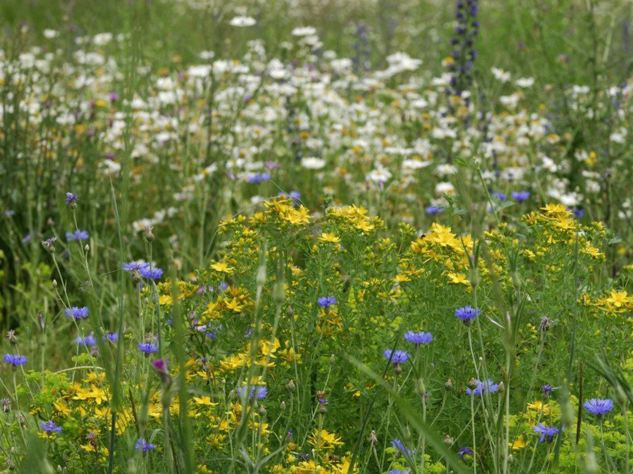 Poster für Crashkurs Pflanzen